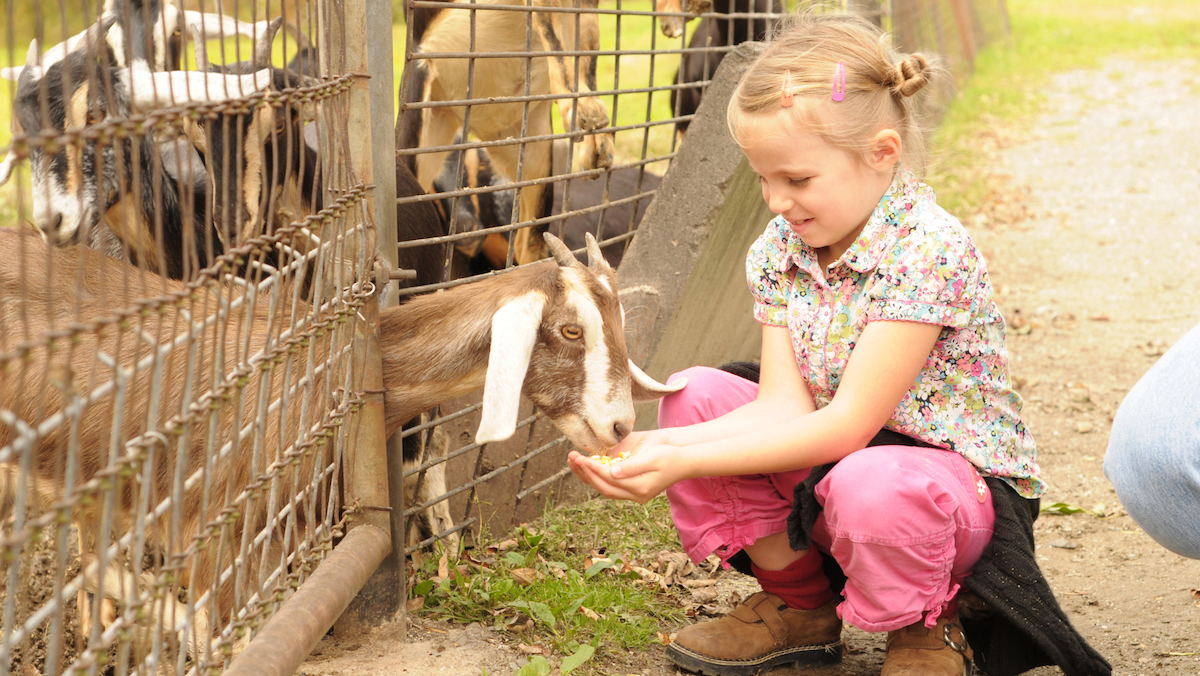 Shaldon zoo